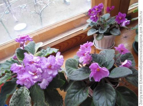 Фиалки в интерьере квартиры украшение и польза. Фиалки в моей квартире