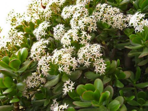 Как сформировать денежное дерево в домашних условиях. Ускоряем ветвление