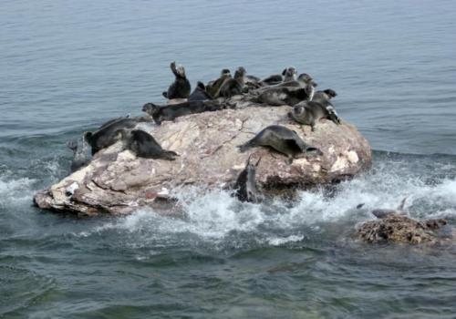 Какие экологически чистые обои. Какие обои экологичнее? 04