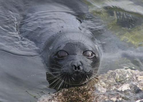 Какие экологически чистые обои. Какие обои экологичнее? 03