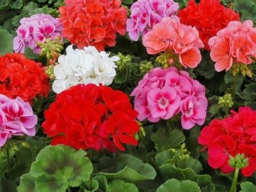 Неприхотливые комнатные цветы для квартиры. 10 самых неприхотливых комнатных цветов, цветущих круглый год