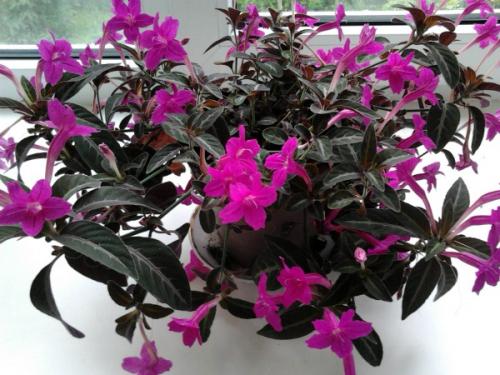 Неприхотливые комнатные цветы для квартиры. 10 самых неприхотливых комнатных цветов, цветущих круглый год