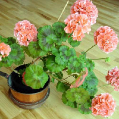 Цветок Герань – польза и вред