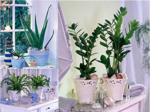 Неприхотливые комнатные растения тенелюбивые. Самые тенелюбивые виды