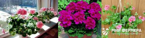 Цветок Герань – польза и вред