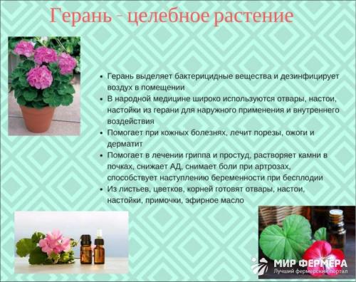 Цветок Герань – польза и вред