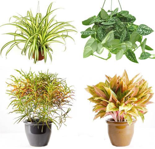 Комнатные растения для начинающих. Какие растения выбрать начинающим цветоводам