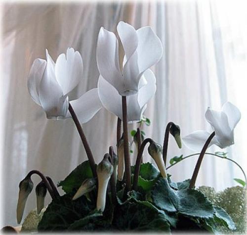 Комнатные растения по Васту. Как правильно подобрать комнатные растения? (2 часть)