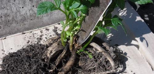 Как оформить цветники на даче просто и красиво своими руками. Клумба своими руками из подручных материалов 07 Как оформить цветники на даче просто и красиво своими руками. Клумба своими руками из подручных материалов 07