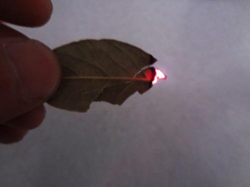 Как освежить воздух с помощью лаврового листа. Магические свойства лаврового листа. 3 свойства.