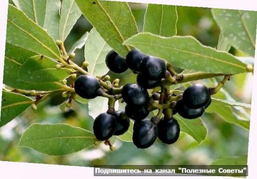 Освежить воздух в квартире подручными средствами. 10 «натуральных» способов освежить воздух в квартире 19