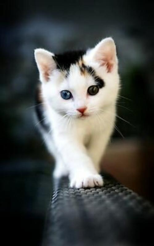 Обряды при переезде на новую квартиру. 6 примет на счастье при переезде в новую квартиру