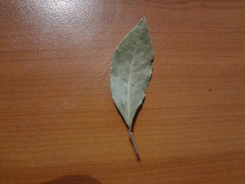 Как освежить воздух с помощью лаврового листа. Магические свойства лаврового листа. 3 свойства.