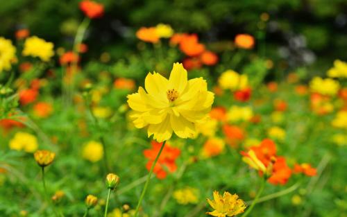 Космея в ландшафтном дизайне. Космея. Лучшие сорта