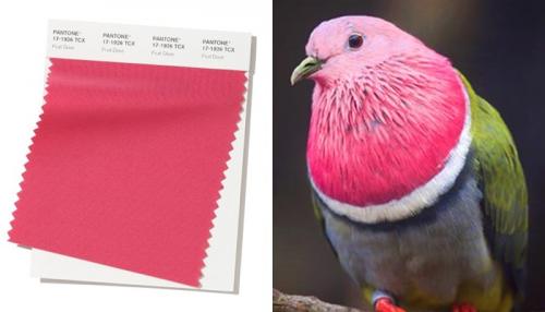 Пантон 2019-2020. Pantone: цвета осенне-зимнего сезона 2019-2020