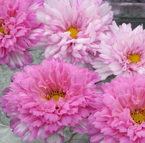 Космея в ландшафтном дизайне. Космея. Лучшие сорта