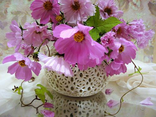 Космея в ландшафтном дизайне. Космея. Лучшие сорта