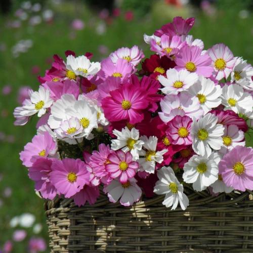 Космея в ландшафтном дизайне. Космея. Лучшие сорта