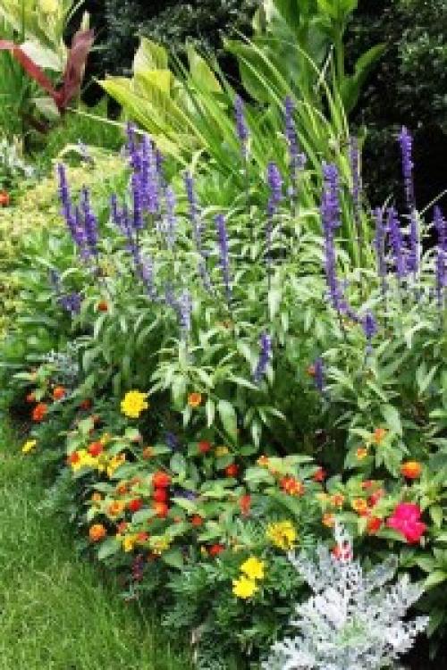 Как выбрать растения для ландшафтного дизайна. С чего начать создание красивой клумбы?