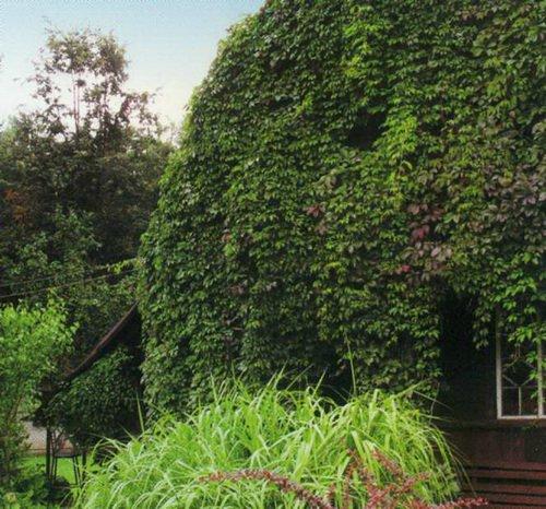 Виноград девичий в ландшафтном дизайне. Девичий виноград в ландшафтном дизайне 07