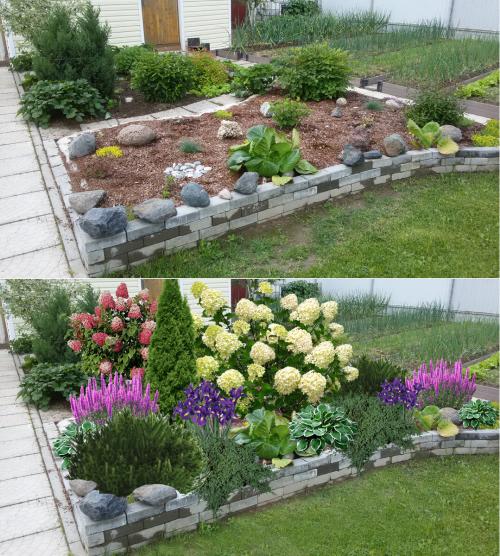 Проект цветущая клумба. Проект цветущей клумбы: фото До и После