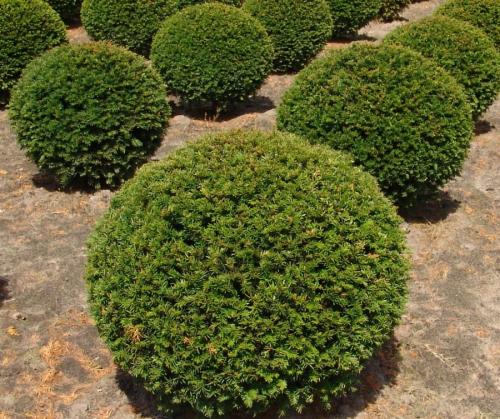 Растения для ландшафтного дизайна. Декоративные растения — лучшие и самые популярные растения для сада (115 фото)