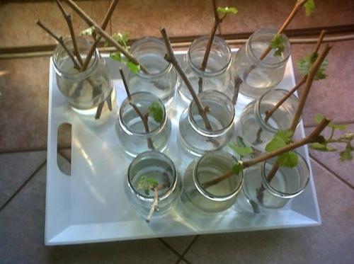 Корневая система дикого винограда. Как правильно посадить дикий виноград за 3 шага