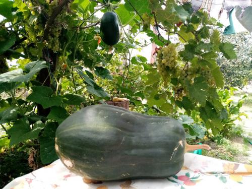 Ваза из тыквы или кабачка. Знакомьтесь: тыквачок и кабатыква. Расскажу, как переопылились их родители, и можно ли это есть