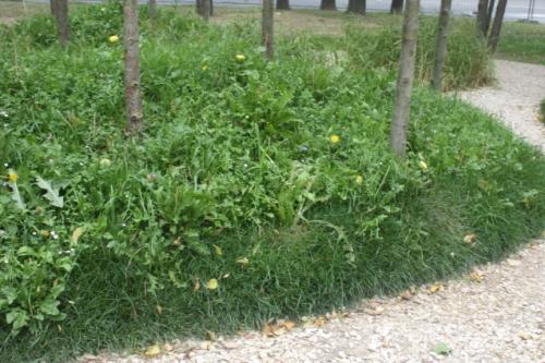 Галька морская в ландшафтном дизайне. Виды гальки 10