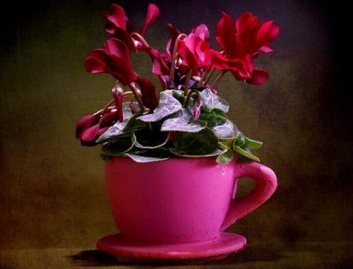 Как декорировать цветочные горшки своими руками. Как украсить цветочный горшок своими руками: лучшие идеи [фото и видео]