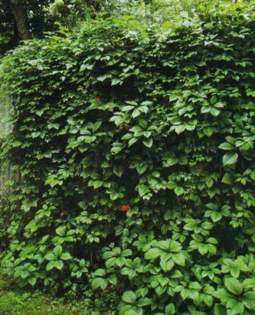 Виноград девичий в ландшафтном дизайне. Девичий виноград в ландшафтном дизайне 09
