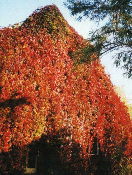 Виноград девичий в ландшафтном дизайне. Девичий виноград в ландшафтном дизайне 08