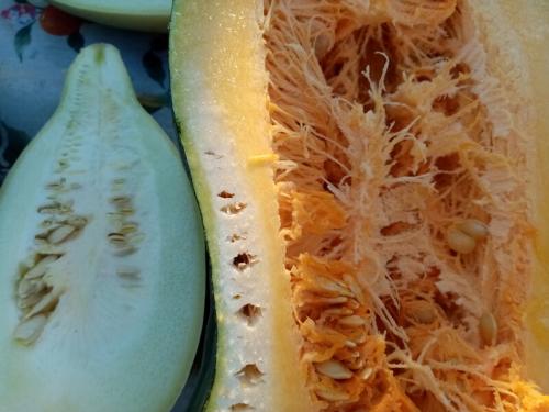 Ваза из тыквы или кабачка. Знакомьтесь: тыквачок и кабатыква. Расскажу, как переопылились их родители, и можно ли это есть