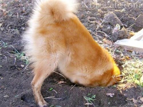 Вода на дачном участке. Выбор источника воды на даче 12