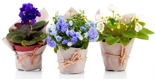 Как декорировать цветочные горшки своими руками. Как украсить цветочный горшок своими руками: лучшие идеи [фото и видео]