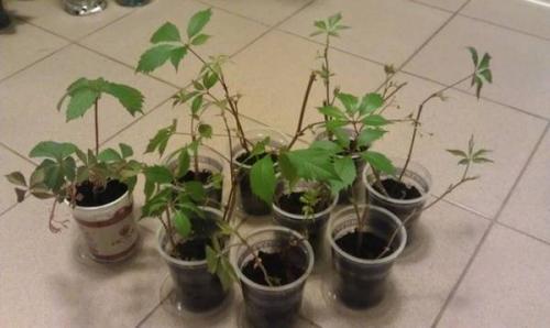 Корневая система дикого винограда. Как правильно посадить дикий виноград за 3 шага