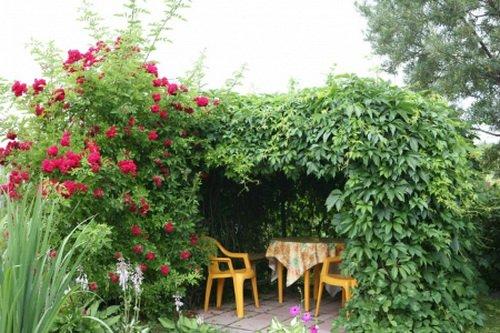 Виноград девичий в ландшафтном дизайне. Девичий виноград в ландшафтном дизайне 12