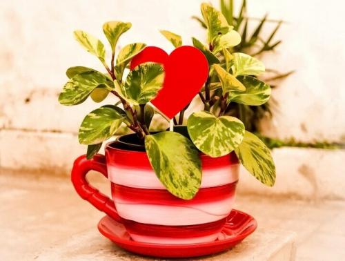 Как декорировать цветочные горшки своими руками. Как украсить цветочный горшок своими руками: лучшие идеи [фото и видео]