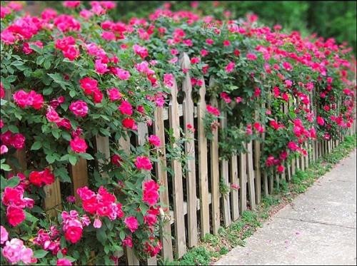 Как забор из рабицы сделать непрозрачным. Как модернизировать и сделать более привлекательным забор из сетки-рабицы 12 Как забор из рабицы сделать непрозрачным. Как модернизировать и сделать более привлекательным забор из сетки-рабицы 12