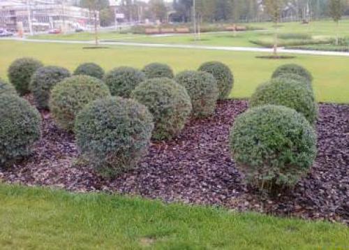 Кора дерева для ландшафта. Цветная древесная кора для ландшафтного дизайна – применение 02