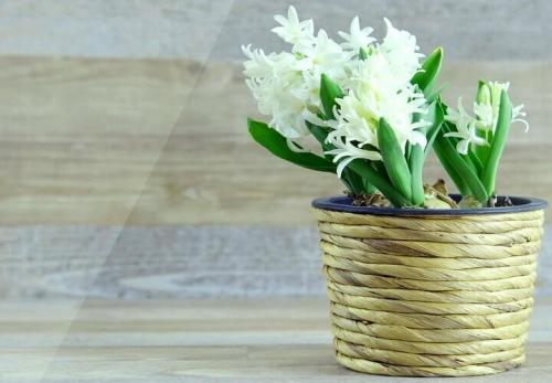 Как декорировать цветочные горшки своими руками. Как украсить цветочный горшок своими руками: лучшие идеи [фото и видео]