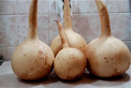 Как высушить тыкву для вазы. Какую тыкву взять?