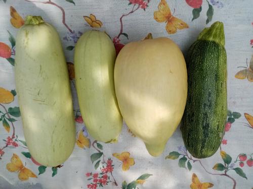 Ваза из тыквы или кабачка. Знакомьтесь: тыквачок и кабатыква. Расскажу, как переопылились их родители, и можно ли это есть