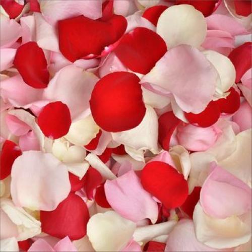 Лепестки роз минск. ЛЕПЕСТКИ РОЗ И СВЕЧИ В МИНСКЕ