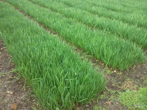 Подушки своими руками из старых вещей. Что можно сделать из старой подушки