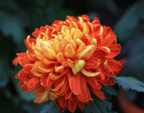 Комната в японском стиле. Главные принципы создания японского декора 14