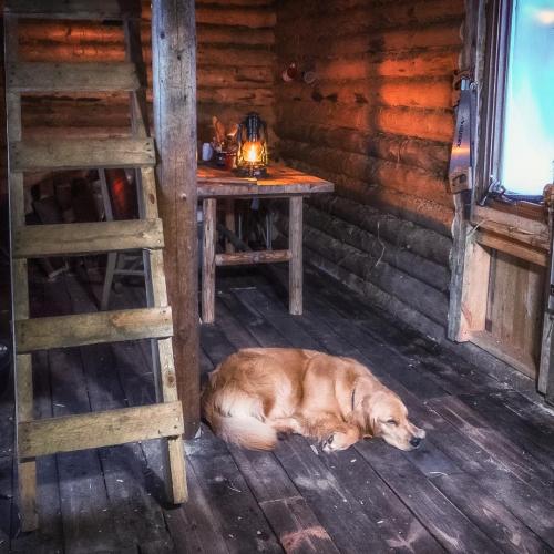 Мужик строит дом в джунглях. Особо умиротворяющее видео: мужчина строит хижину в канадской глуши