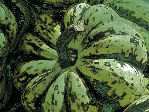 Ваза из тыквы или кабачка. Знакомьтесь: тыквачок и кабатыква. Расскажу, как переопылились их родители, и можно ли это есть