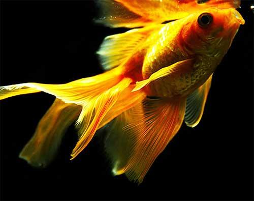 В доме не держатся деньги, что делать. Приметы, чтобы деньги водились 08 В доме не держатся деньги, что делать. Приметы, чтобы деньги водились 08