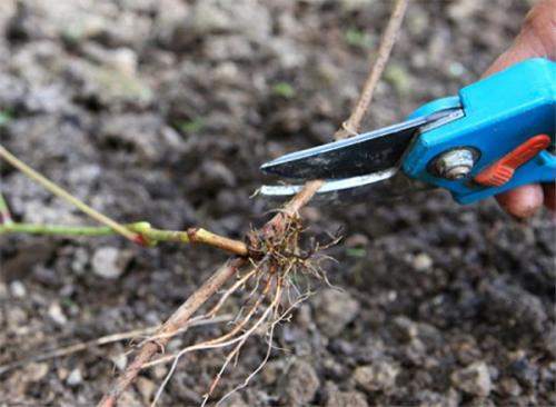 Корневая система дикого винограда. Как правильно посадить дикий виноград за 3 шага